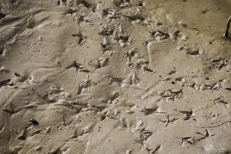 Footprints of birds stock image. Image of toes, track - 34849249
