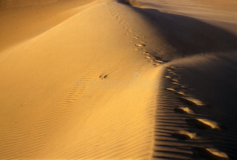 Footprints in the desert