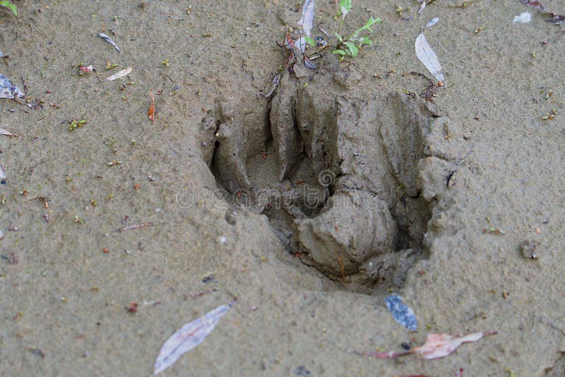 Footprints in the Mud - Animals Stock Image - Image of trace, coyote