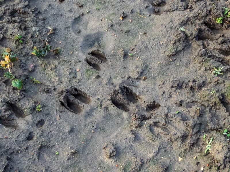 Footprints of a Roe Deer Next To Footprints of Fox in Dried Green Mud