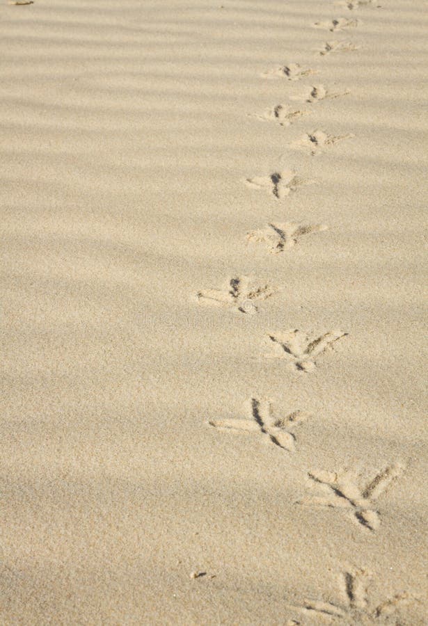 Footprints in the sand of a bird
