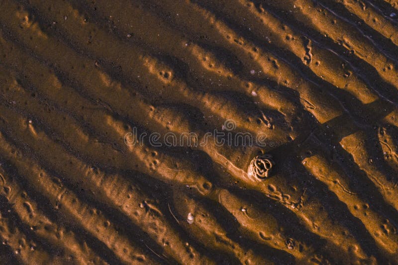 Footprints in the sand from hermit crab after a storm. Sea and sand beeg at sunset. Sunlight and promenade. Free space for text