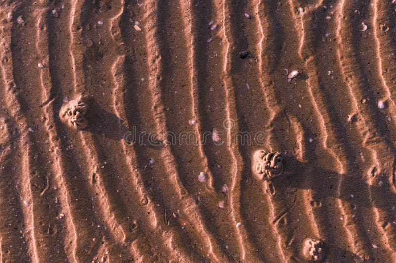 Footprints in the sand from hermit crab after a storm. Sea and sand beeg at sunset. Sunlight and promenade. Free space for text