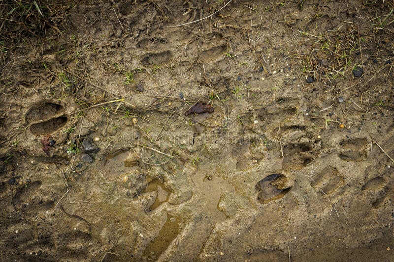 Footprints of Sheep in the Mud Stock Image - Image of blades, autumn