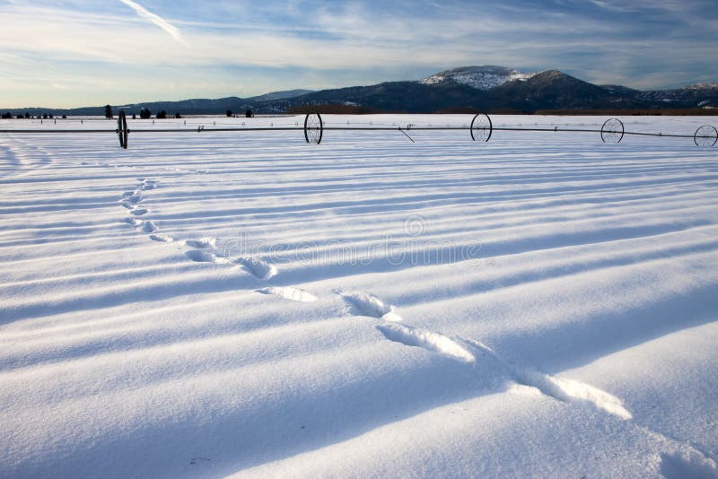 Footprints in the snow.