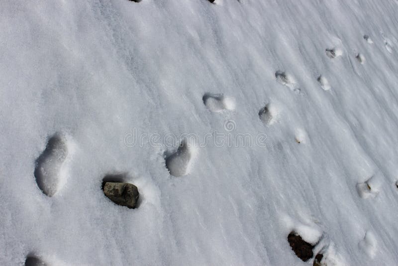 Footprints in the Snow Background. Stock Photo Image of journey