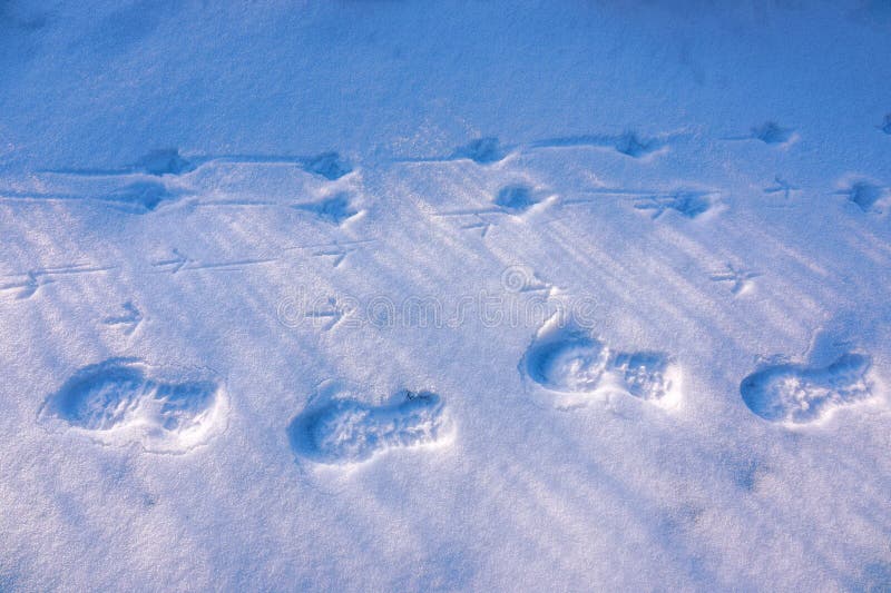 Footprints in snow stock photo. Image of cold, chill 269393932