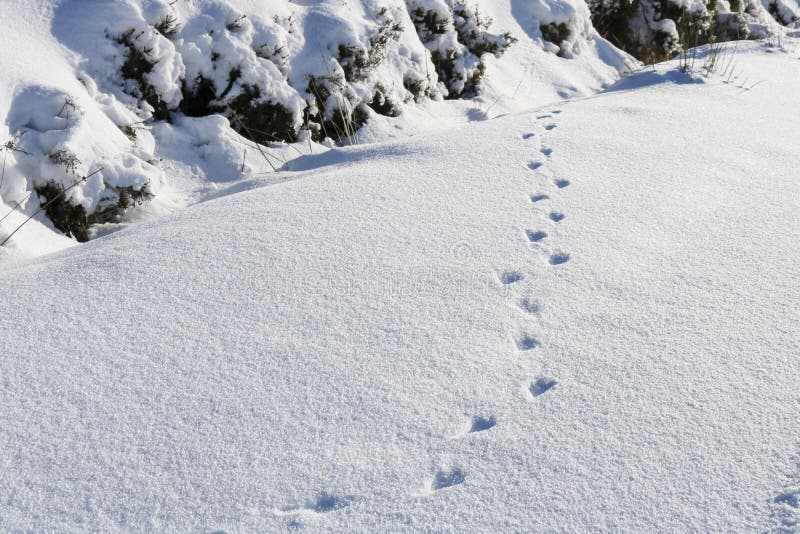 Footprints in the snow. stock photo. Image of snow, outdoor 165480034