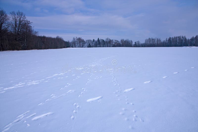 Footprints in winter landscape