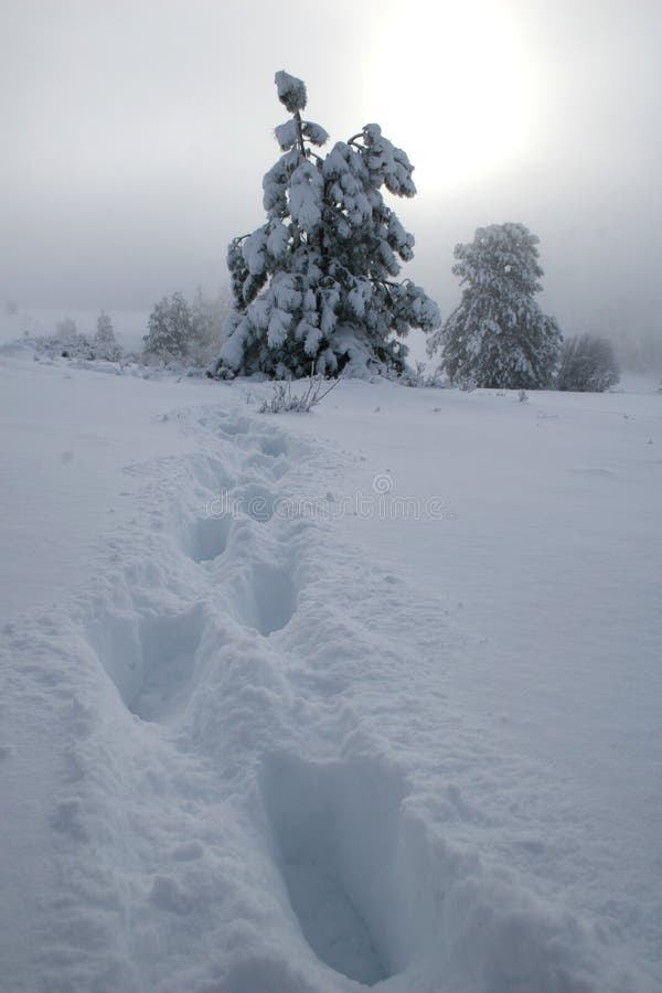 Footsteps through a blizzard