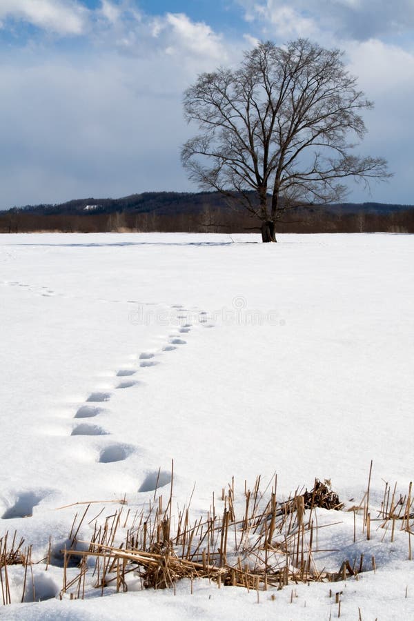 Footsteps in snow