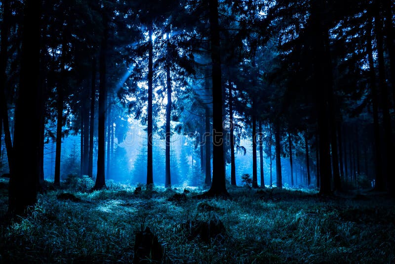 La Foret De Nuit Image Stock Image Du Arbre Brouillard La Foret De Nuit Image Stock Image Du Arbre Brouillard