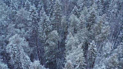 Forêt mixte en hiver