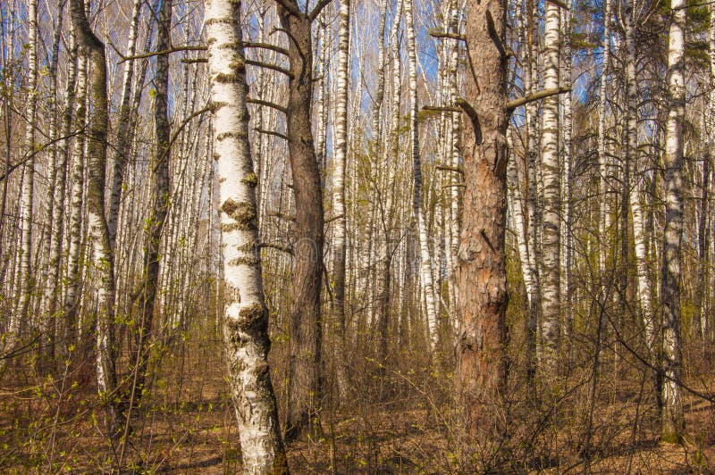 Paysage D'hiver De Forêt Mixte De Bouleaux Et De Pins Dans La