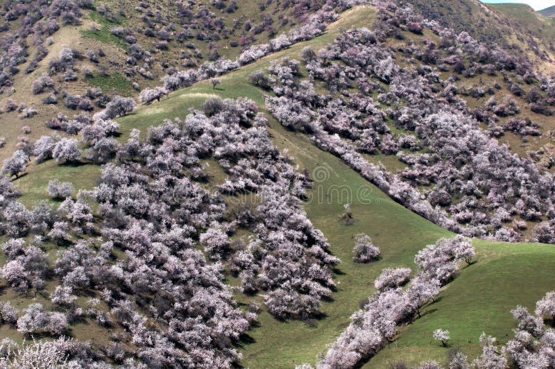 Forêt Abricot