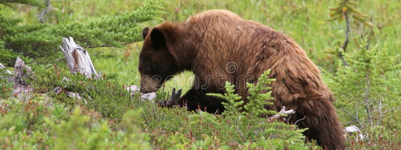 A wide crop of a juvenile Black Bear foraging at Mount Rainier National Park. A wide crop of a juvenile Black Bear foraging at Mount Rainier National Park