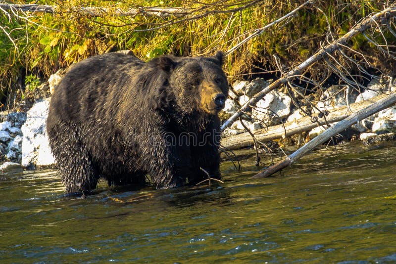 Foraggiamento dell'orso di Grizzley per l'alimento fotografia stock Foraggiamento dell'orso di Grizzley per l'alimento fotografia stock