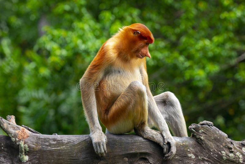 Foraging, Conservation Animals, Animals, Proboscis Monkey Stock Photo -  Image of wildlife, feeding: 222187736