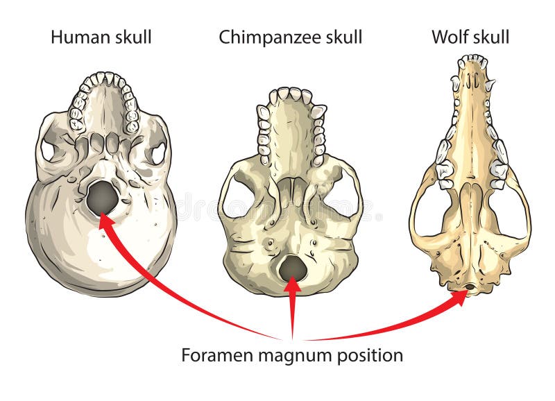 Foramen magnum stock vector. Illustration of canis, human - 62681312