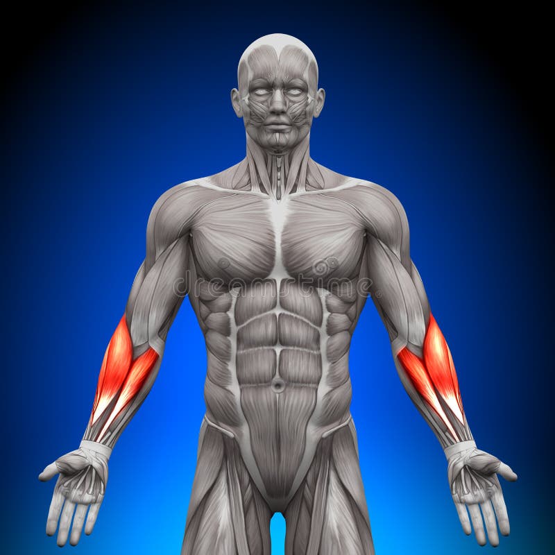 Hamstrings Male Muscles Anatomy Muscle Isolated on White 3D Stock