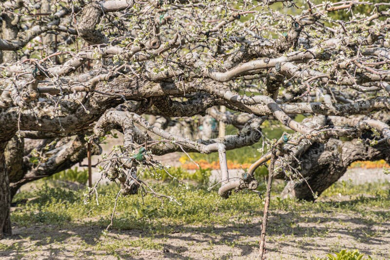 Foreground gnarled apple tree with ripe red apples, green leaves, warm afternoon lighting, orchard background, clear sky royalty free stock photo