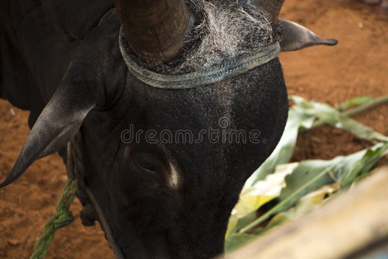 Kangayam Bull Stock Photos - Free & Royalty-Free Stock Photos from Dreamstime Kangayam Bull Stock Photos - Free & Royalty-Free Stock Photos from Dreamstime
