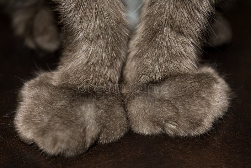 The forelegs cat closeup. Paws declawed.