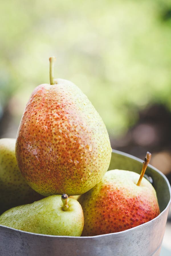 Forelle Pears stock photo. Image of farm, nutrition, pure - 97801588