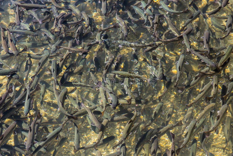 Forellen im Teich stockfoto. Bild von exotisch, fischen 37398224