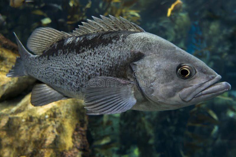 ForellenbarschMicropterus Salmoides, Abschluss Oben Stockfoto Bild