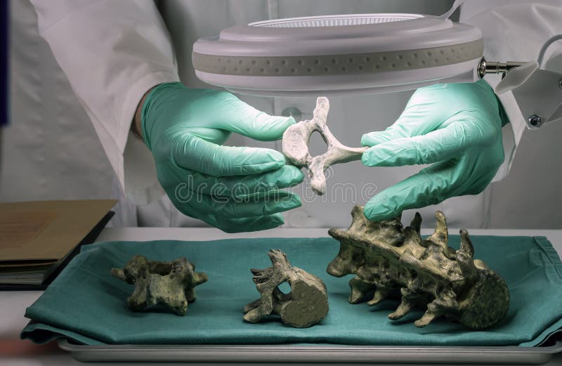 Forensic scientist examines victim`s vertebrae to extract DNA, forensic lab stock photography