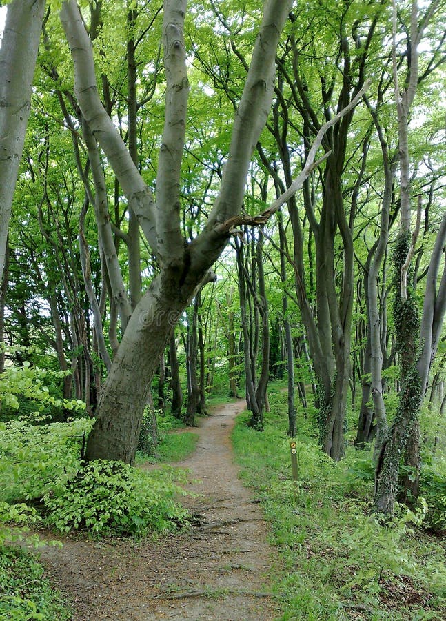 green forest with trees landscape stock photo