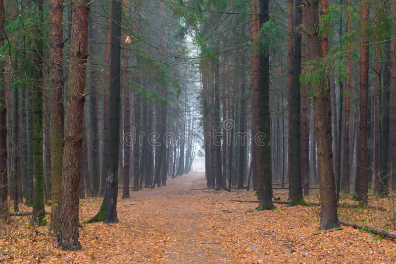 Forest Alley in the autumn morning