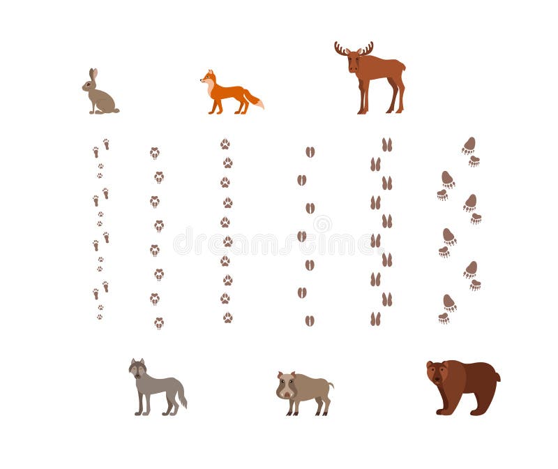 Forest animals with foot prints cartoon style colorful vector royalty free illustration Forest animals with foot prints cartoon style colorful vector royalty free illustration