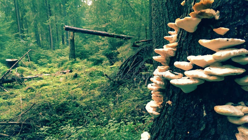 Forest in Apuseni mountains