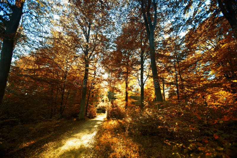 trees in forest in autumn