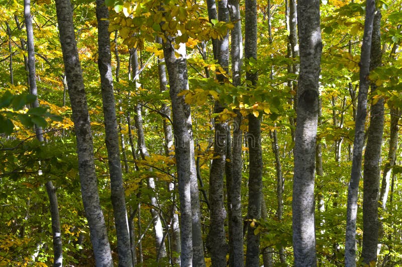 Forest in autumn