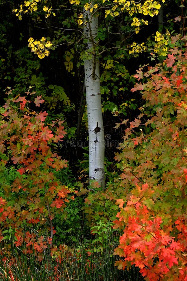 Forest of Autumn Fall Trees Birch Maple