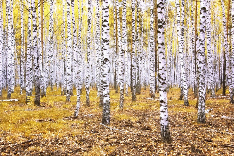 Forest autumn landscape with beautiful white birches