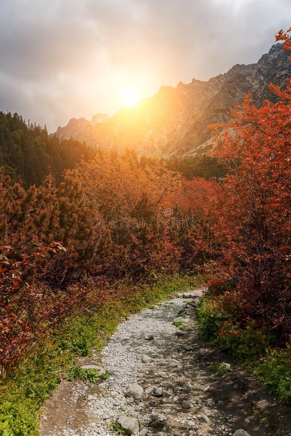 Lesní podzimní krajina v horách. Vysoké Tatry.