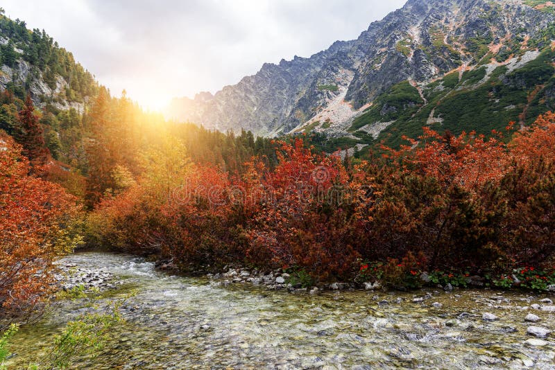 Lesní podzimní krajina v horách. Vysoké Tatry.