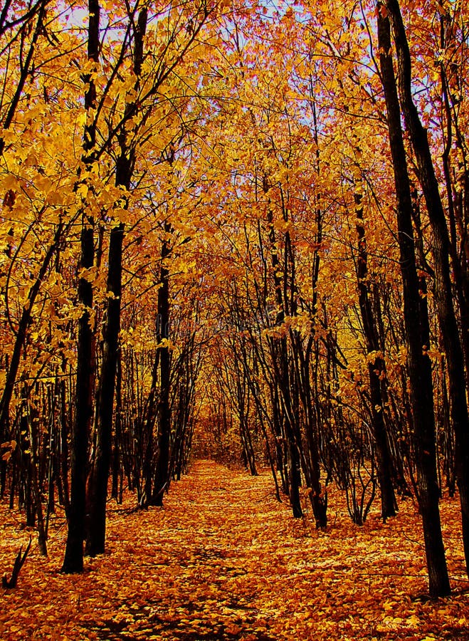 Forest in Autumn, Road, Yellow Leaves. Stock Photo - Image of sand ...