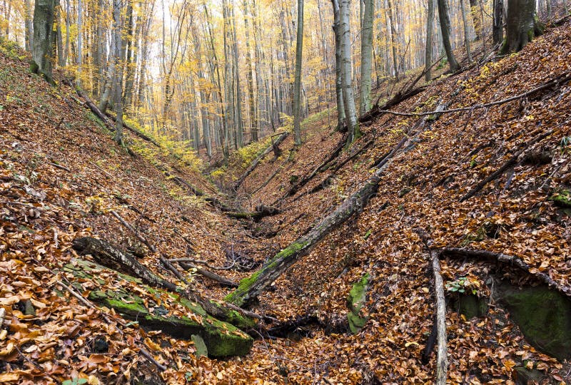 Les na podzim, Slovensko