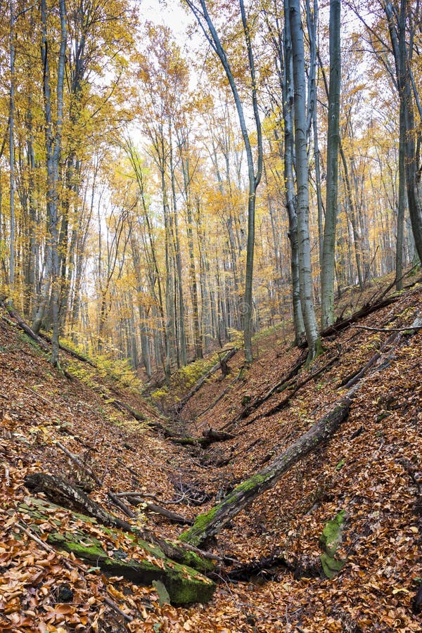 Les na podzim, Slovensko
