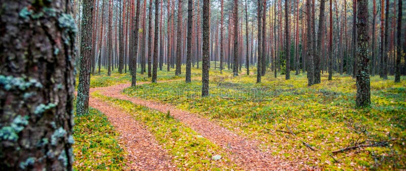 Forest background of tree trunks and path