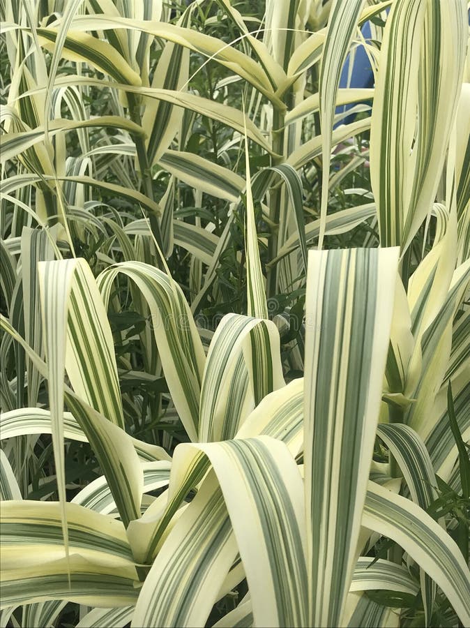 Forest of Bamboo in Backyard Stock Photo Image of pretty, border