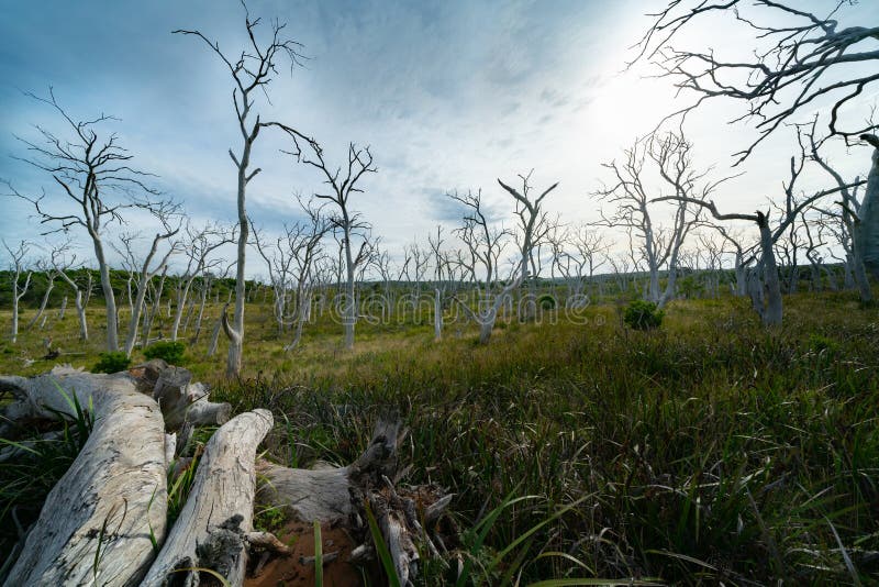 Forest of bare  dead wriggly trees in Great Otway National Park