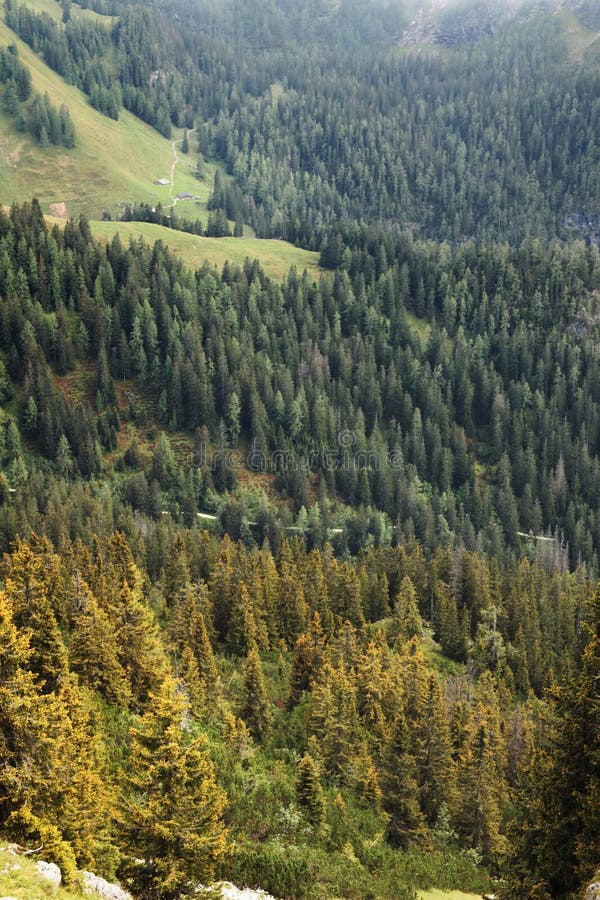 Forest in the bavarian alps