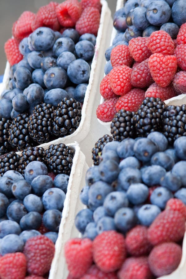 Forest berries stock photo. Image of isolated, gourmet 10597276