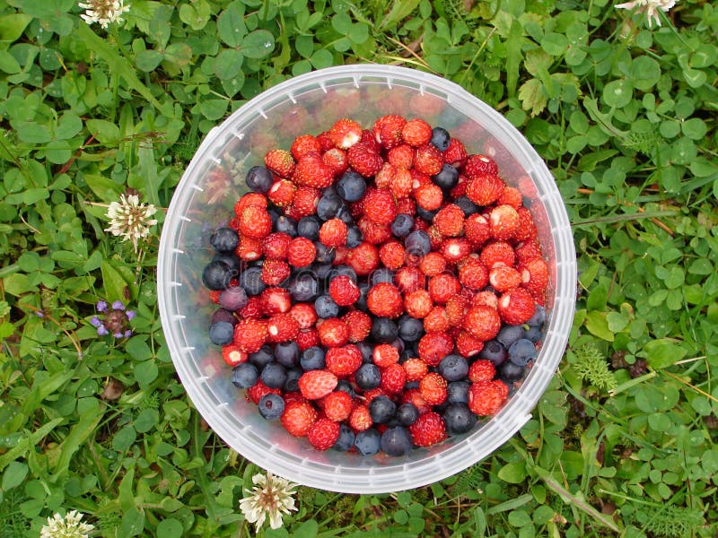 Forest berries